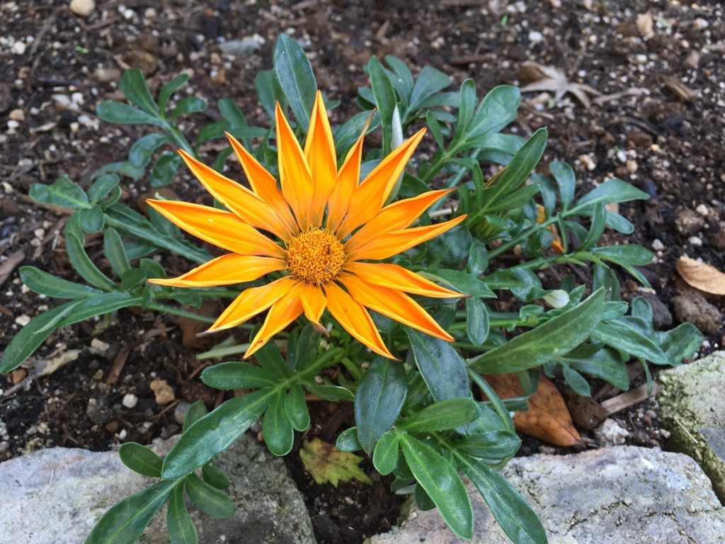 2019.11オレンジ色の花