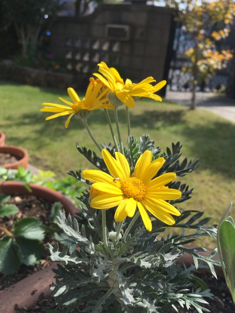 黄色い花2019.11