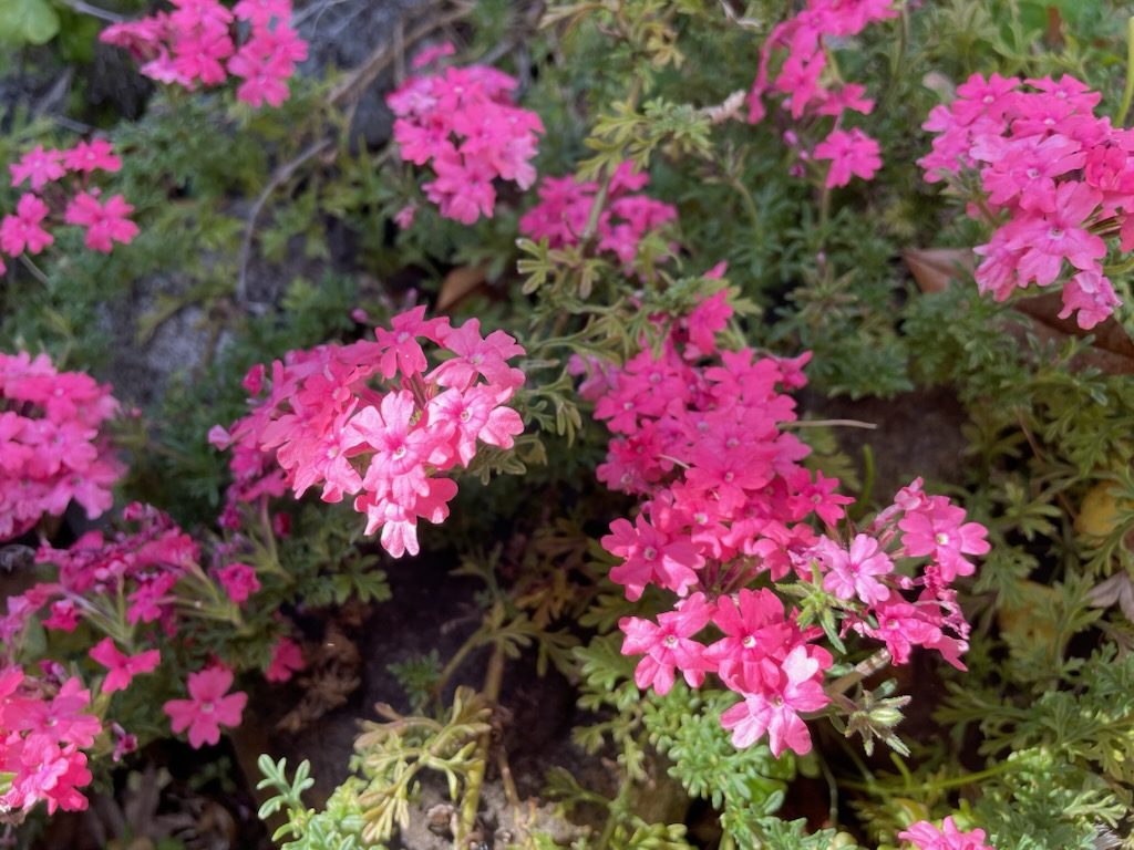 タピアンと石アップ