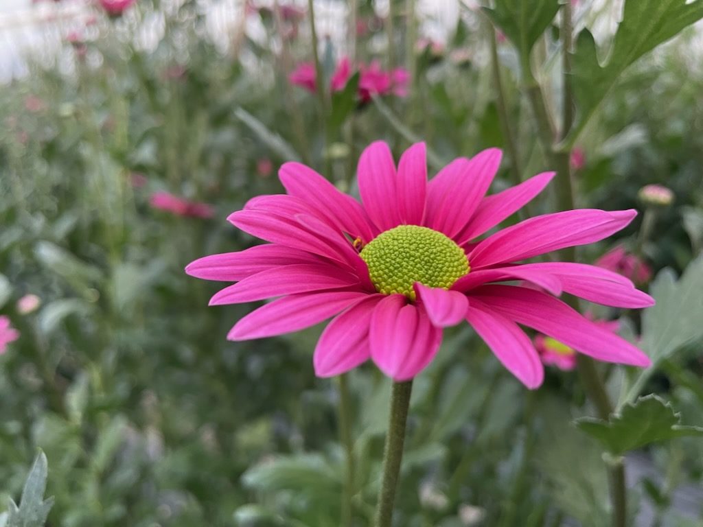 ピンク一輪よこ