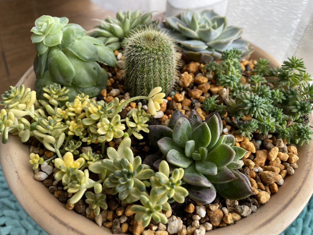 多肉植物寄せ植え