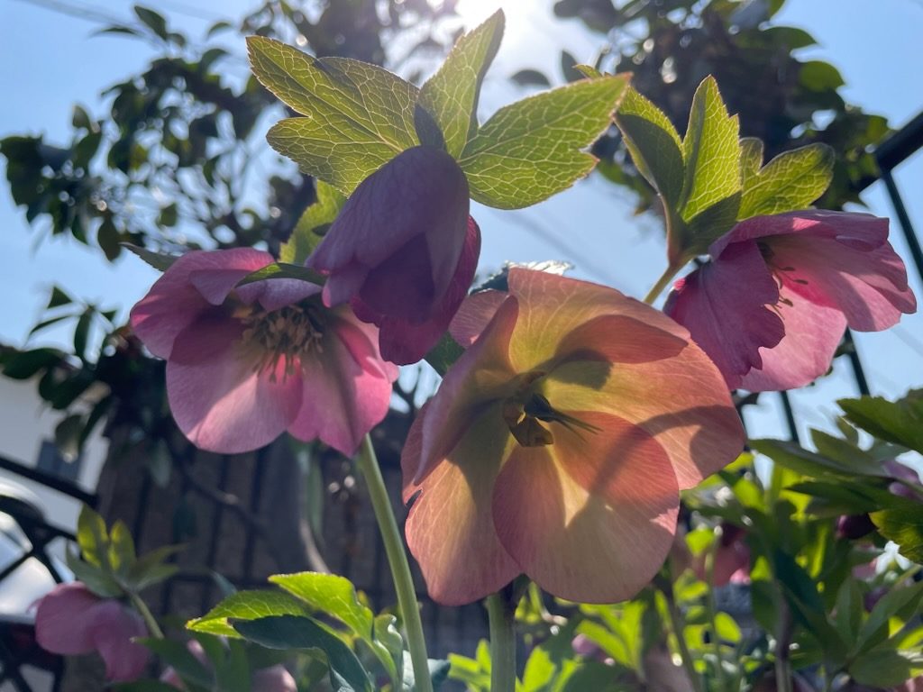 クリスマスローズ